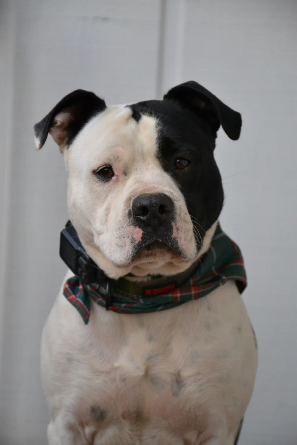 Black and white dog wearing a plaid bandana against a pale background